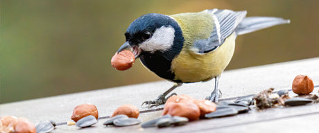 Maak je tuin aantrekkelijk voor vogels en insecten