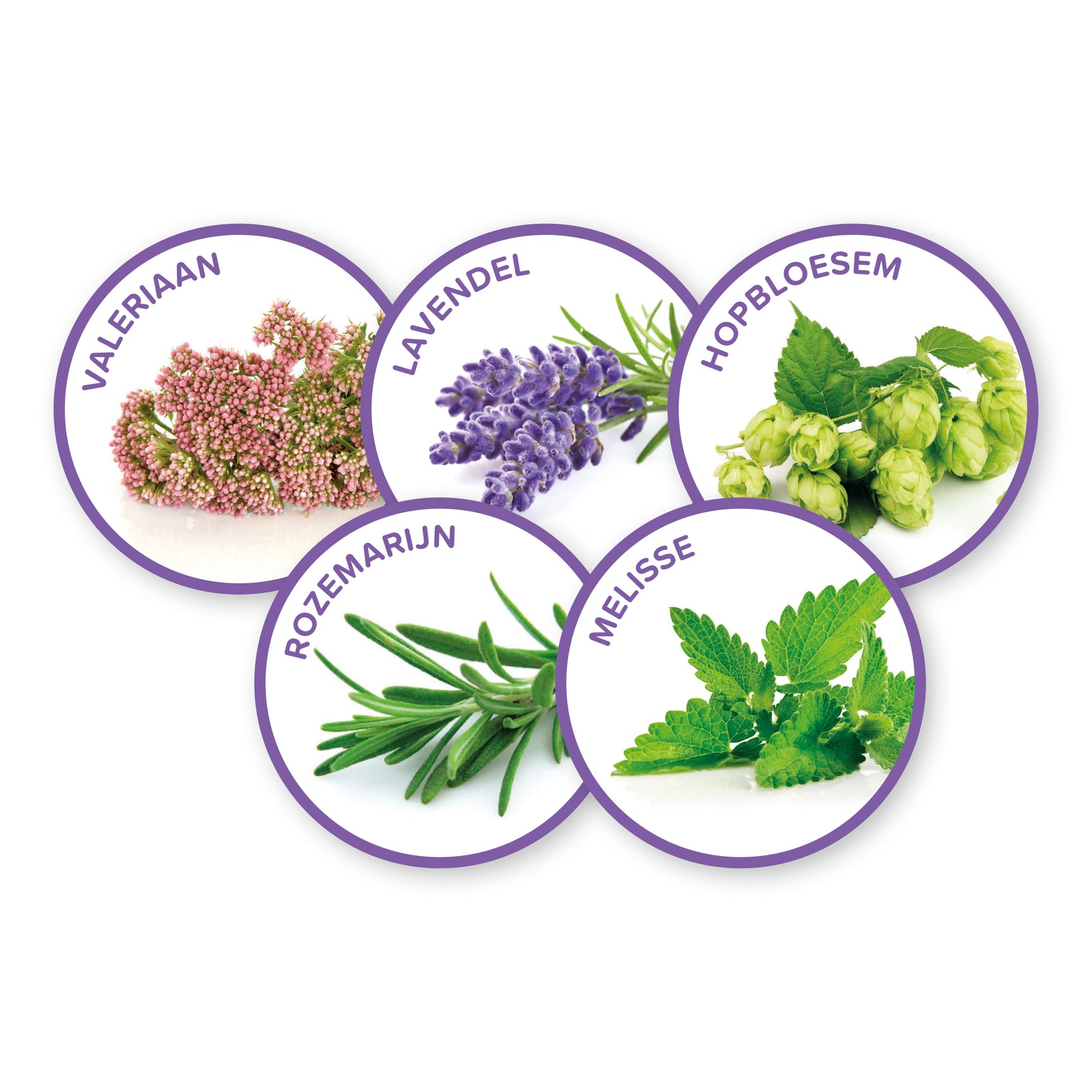 Kruiden in ronde labels: lavendel, hopbellen, rozemarijn en melisse