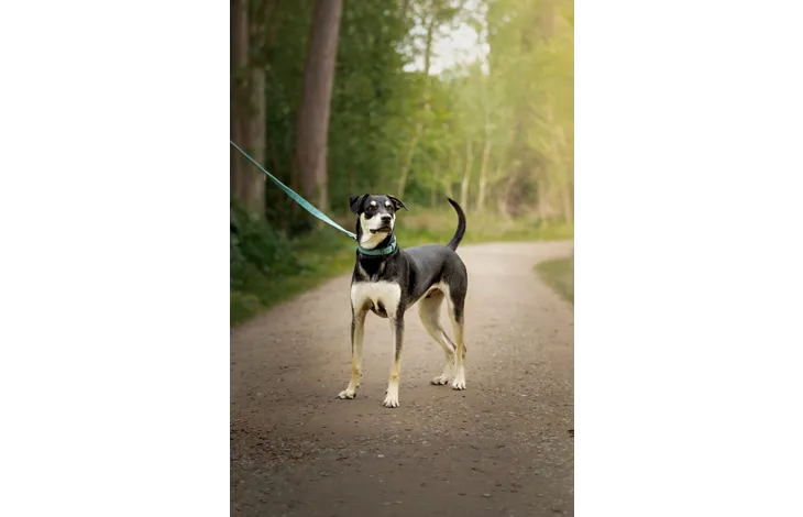 Hond met groene neopreen looplijn en metalen ring