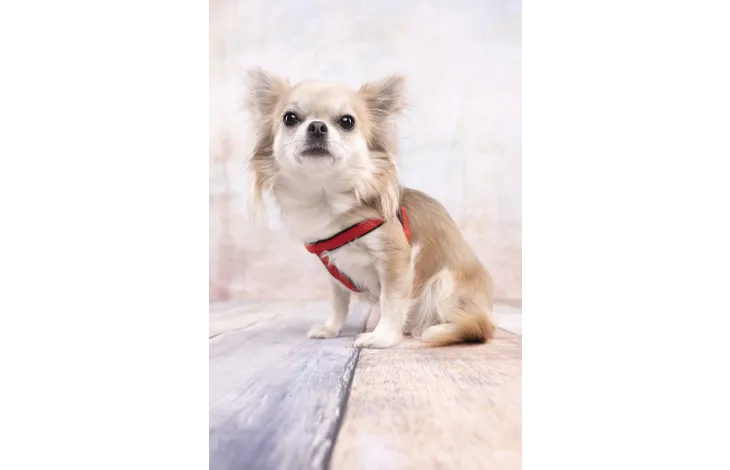 Rood hondenharnas met zwarte bandjes op de borst van een kleine hond