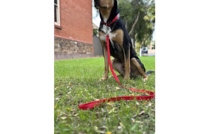 Flamingo - Looplijn Ziggi Rood 100cm L x 2.5cm B x 0.2cm H