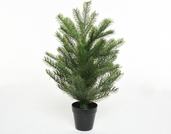 Grandis miniboom in zwarte pot met groene naalden