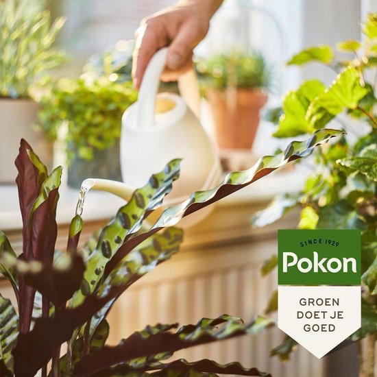 Pokon label bij kamerplant met tekst 'Groen doet je goed'