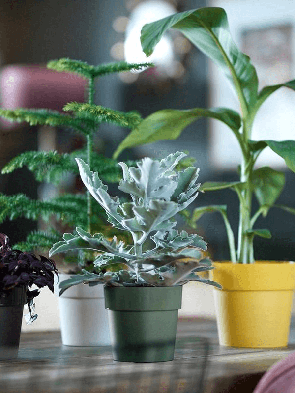 Ronde plantenpot lichtgroen met brede rand, naast groene en zilverkleurige planten