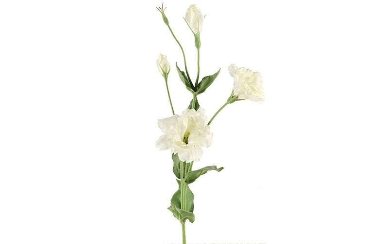 Lisianthus-tak met witte bloemen en groene bladeren, op één steel