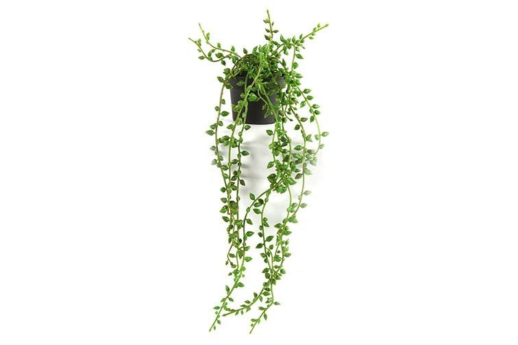 Senecio rowleyanus in zwarte pot met slingerende stengels en ronde groene blaadjes