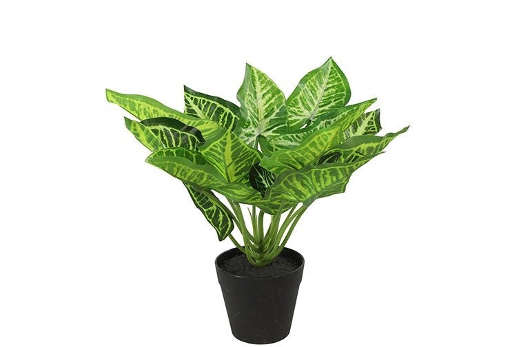 Groene calathea in zwarte bloempot met sierlijke witte nerven