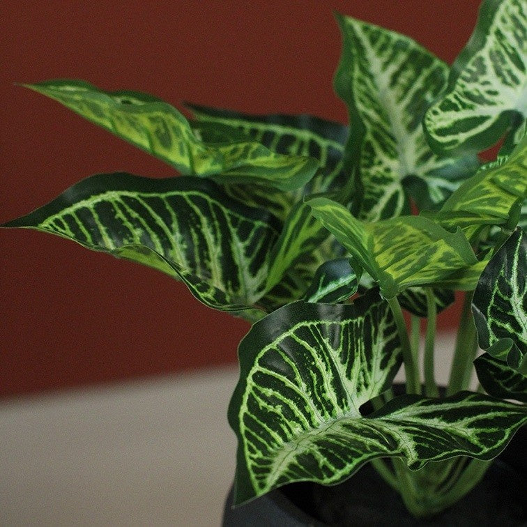 Groene calathea met patroonbladeren en witte nerven, in zwarte pot