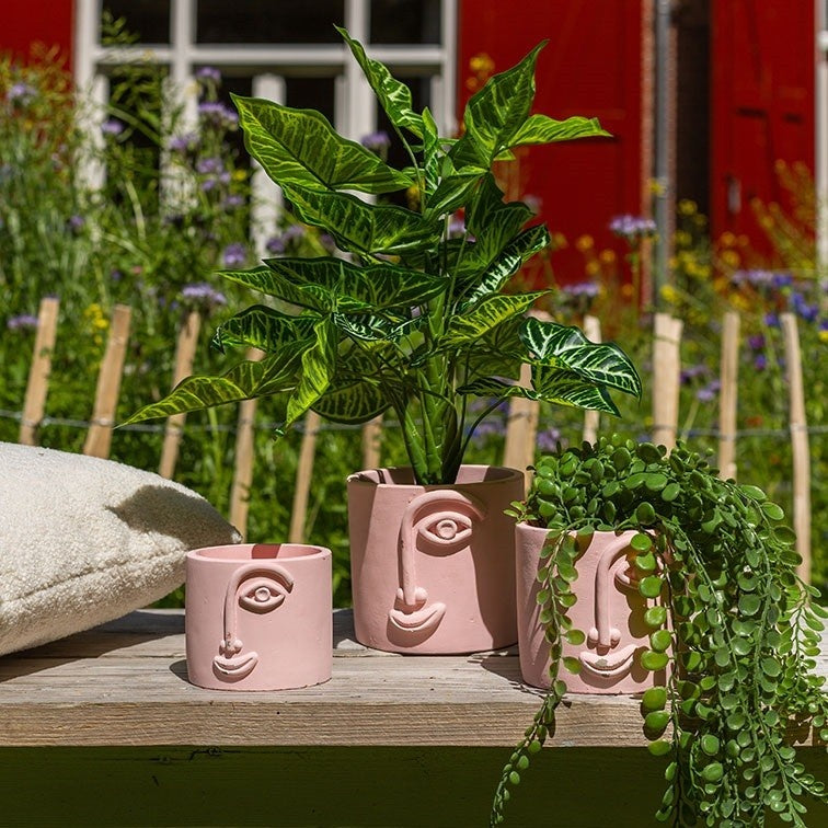 Groene calathea in decoratieve potten, bladeren met witte nerven