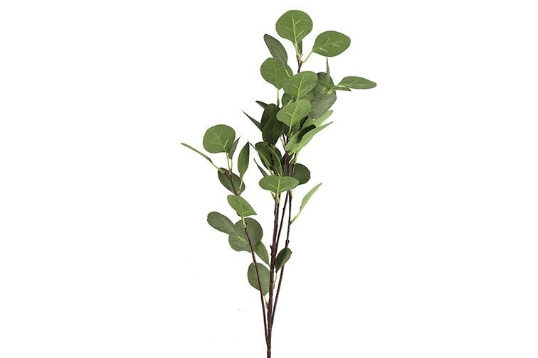 Eucalyptustak met groene, ovale bladeren en dunne steel