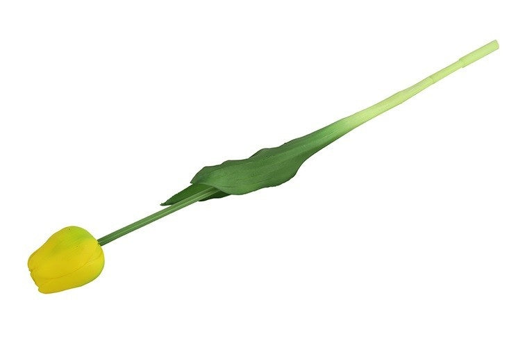 Gele tulp met groene steel, in zijaanzicht
