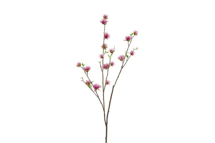 Magnolia-tak met kleine roze bloemen en groene knoppen, rechtopstaand
