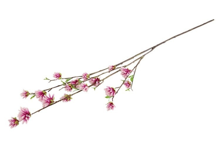 Magnolia-tak met roze bloemen en knoppen, schuin neerhangend
