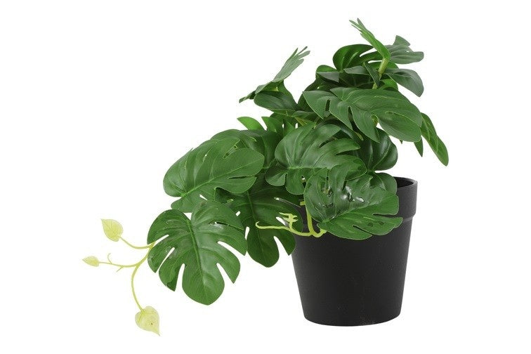 Monstera plant met grote, geveerde bladeren in zwarte pot