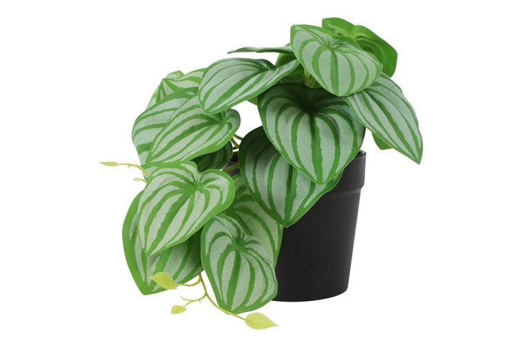 Philodendron groen met wit-groene gestreepte bladeren in zwarte kweekpot