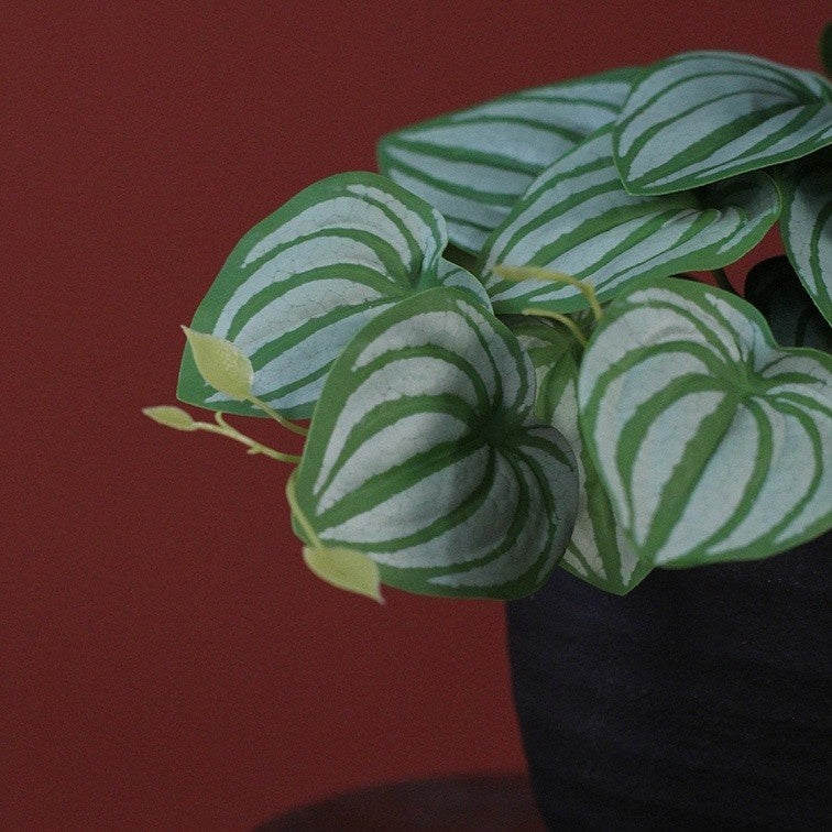 Philodendron groen met wit-groene gestreepte bladeren en stengels