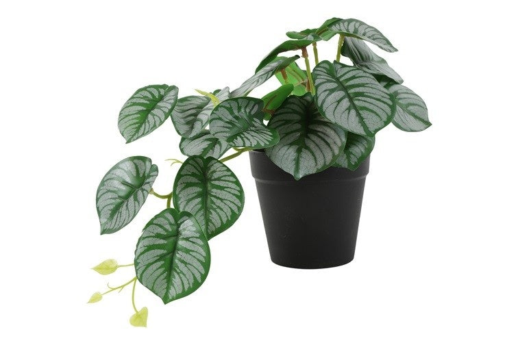 Alocasia plant met lichtgroene bladnerven in zwarte pot
