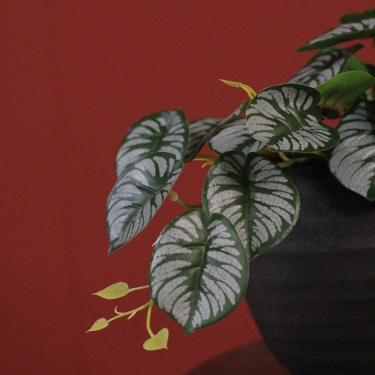 Alocasia blad met witgroene nerven in zwarte pot