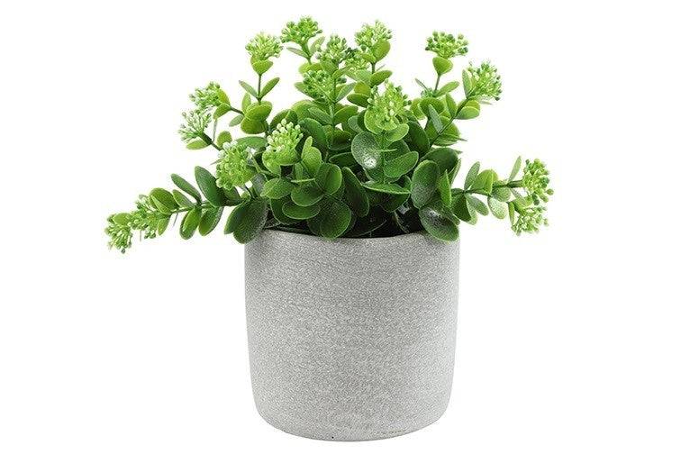 Kalanchoëplant met lichtgroene vetblaadjes in grijze sierpot