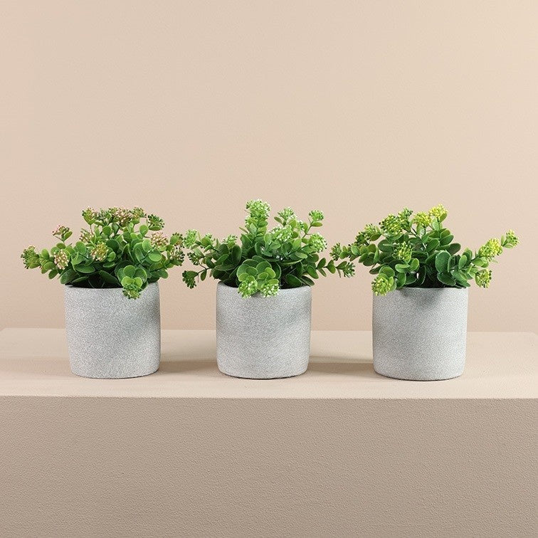 Drie Kalanchoëplanten met lichtgroene vetblaadjes in grijze potten op rij