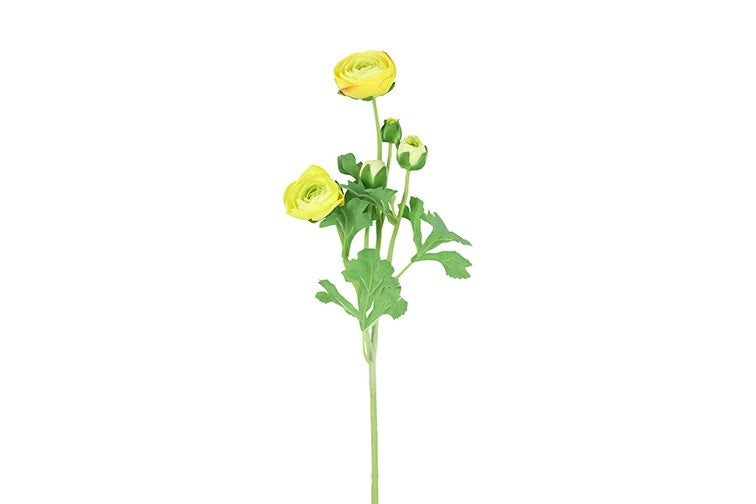 Geel ranunculus takje met groene bladeren en meerdere bloesems aan één steel