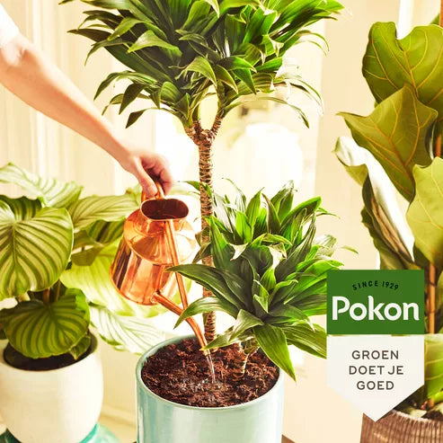 Pokon - Kamerplanten Voeding Poeder 100gr