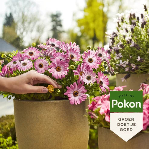 Pokon - Terras & Balkon Planten Voedingskegels 40st