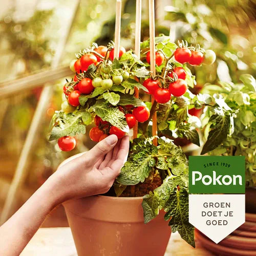 Pokon BIO moestuinvoeding bij tomatenplant in pot, groen wijstje met merknaam