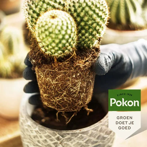 Cactusplant in pot met Pokon-logo op zijlabel