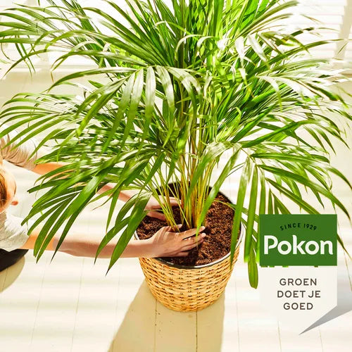 Pokon potgrondzak naast geplante palm in mand