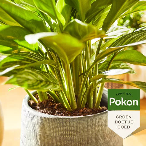 Pokon - Groene Planten Voeding 500ml