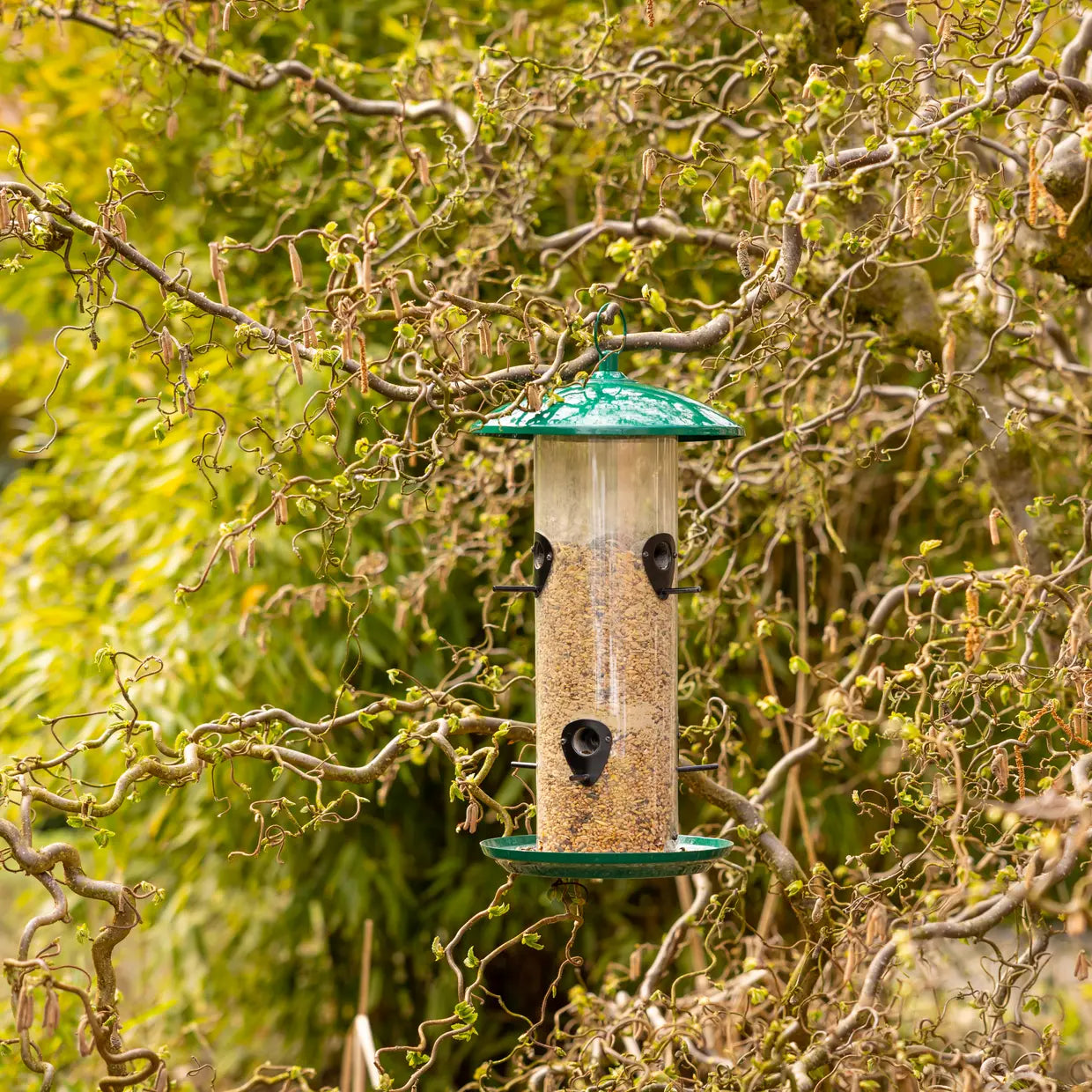 Vogelvoedersilo aan boomtak met groene kap en doorzichtige tube met zaden