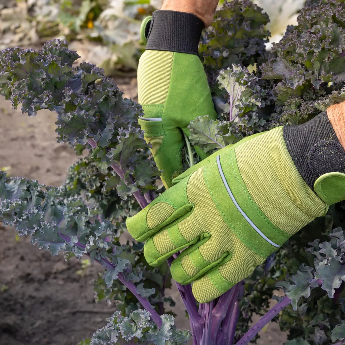 Groene gevoerde tuinhandschoenen tijdens het oogsten, met verstelbare zwarte manchetten.