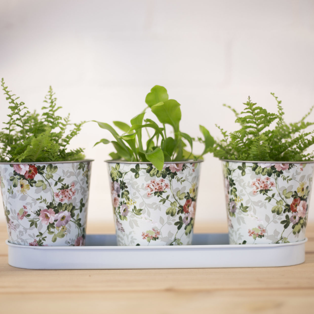 Esschert design - Roosprint 3 potjes op tray