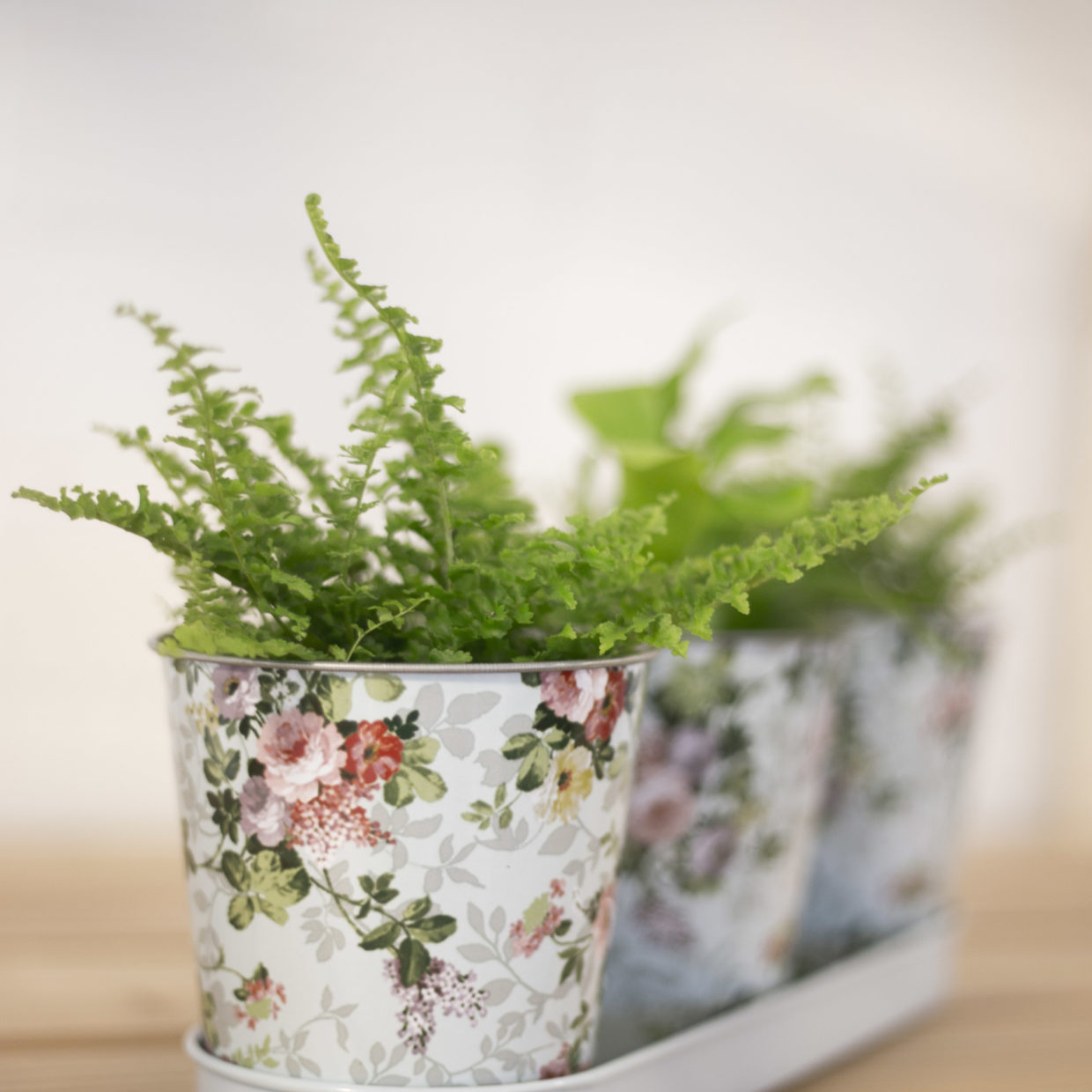 Esschert design - Roosprint 3 potjes op tray