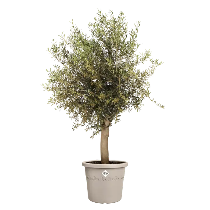 Elho - algarve cilindro 30cm paddenstoel beige