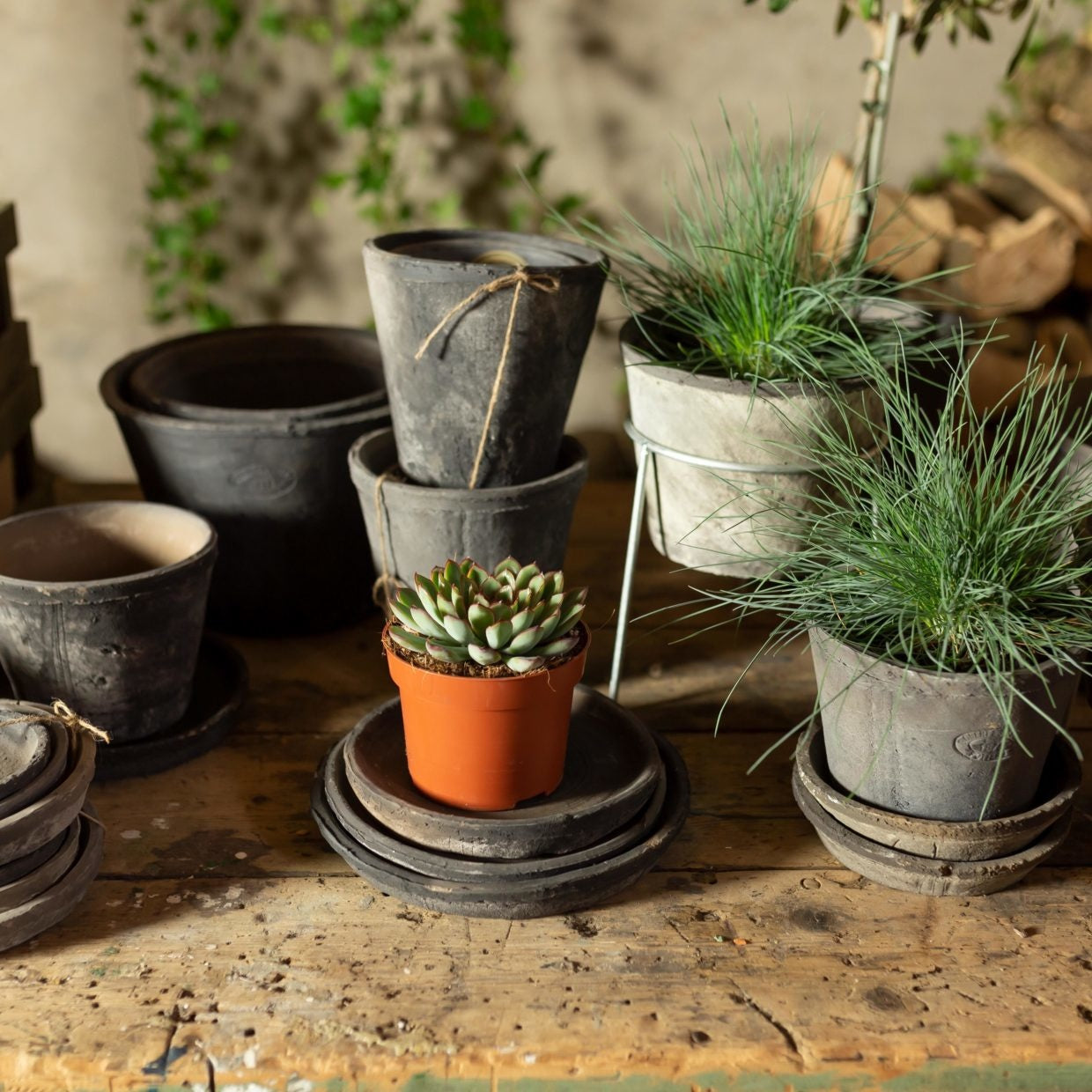 Grijze bloempotten met planten; één oranje pot in het midden op schotel
