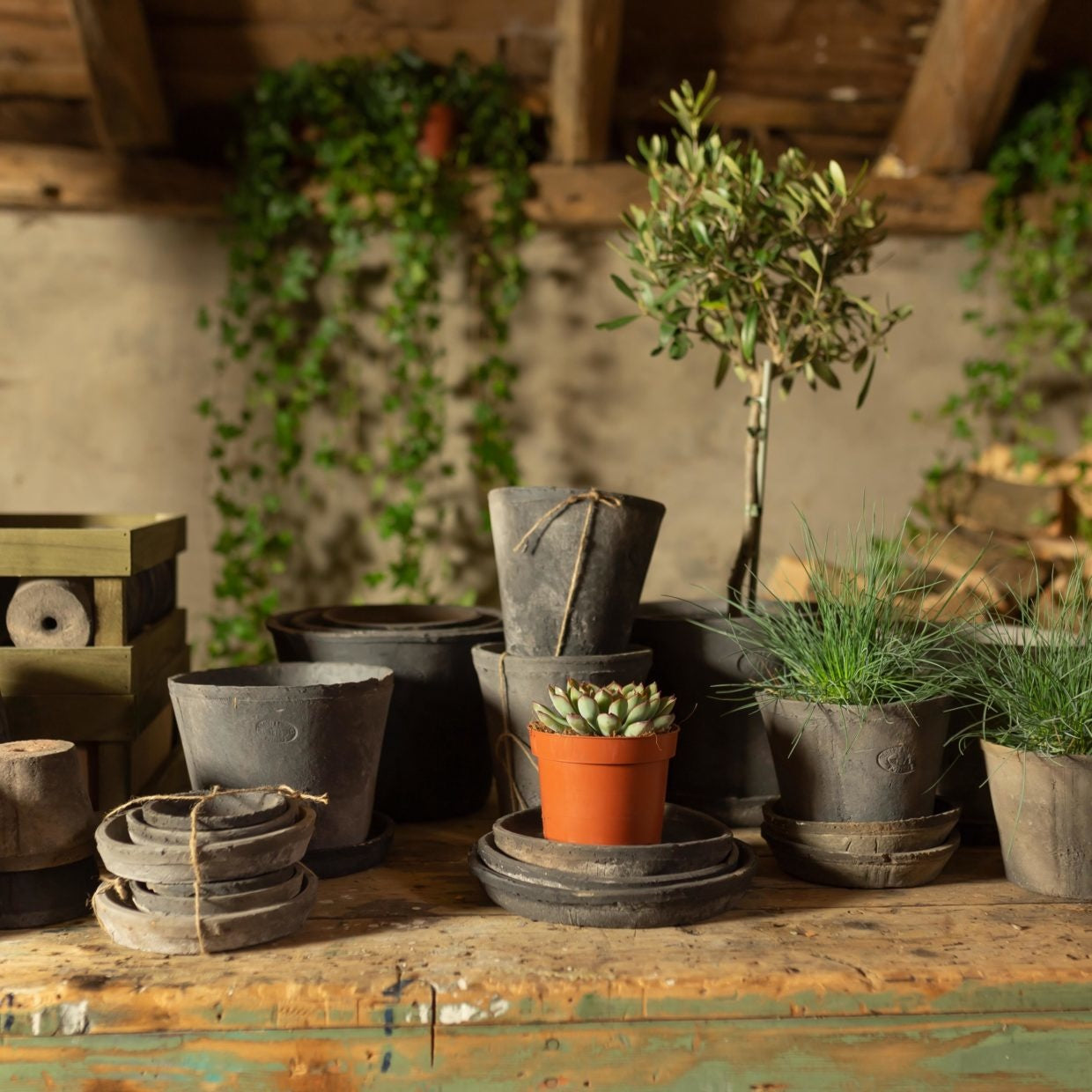 Ronde grijze bloempotten set van 3 met groen en vetplant