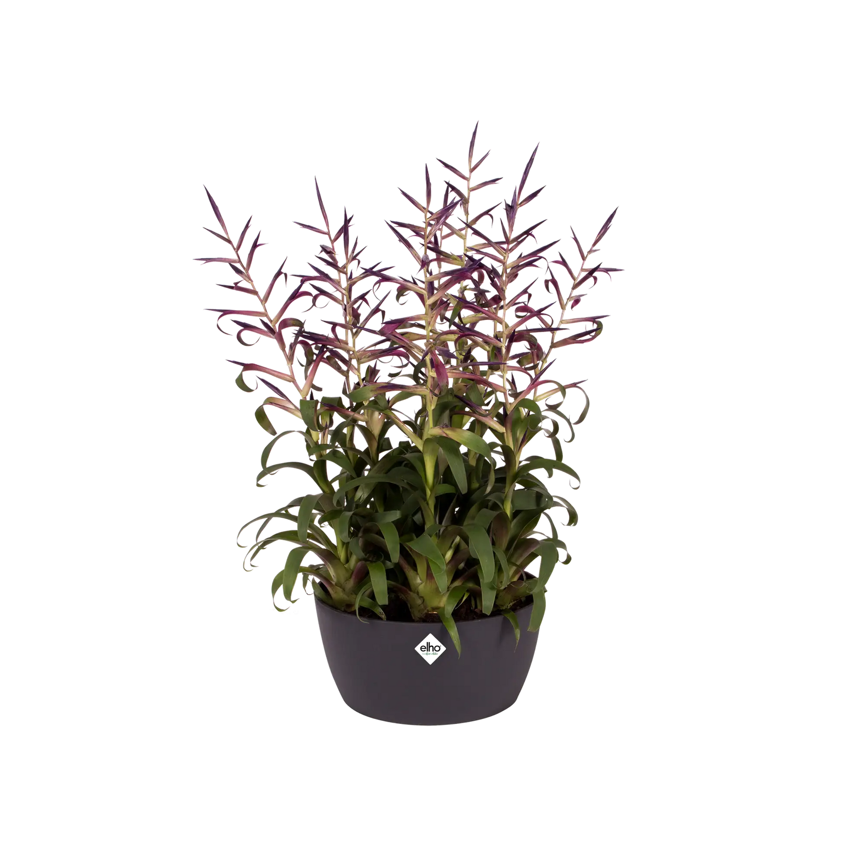 Elho - brussels bowl 23cm anthracite