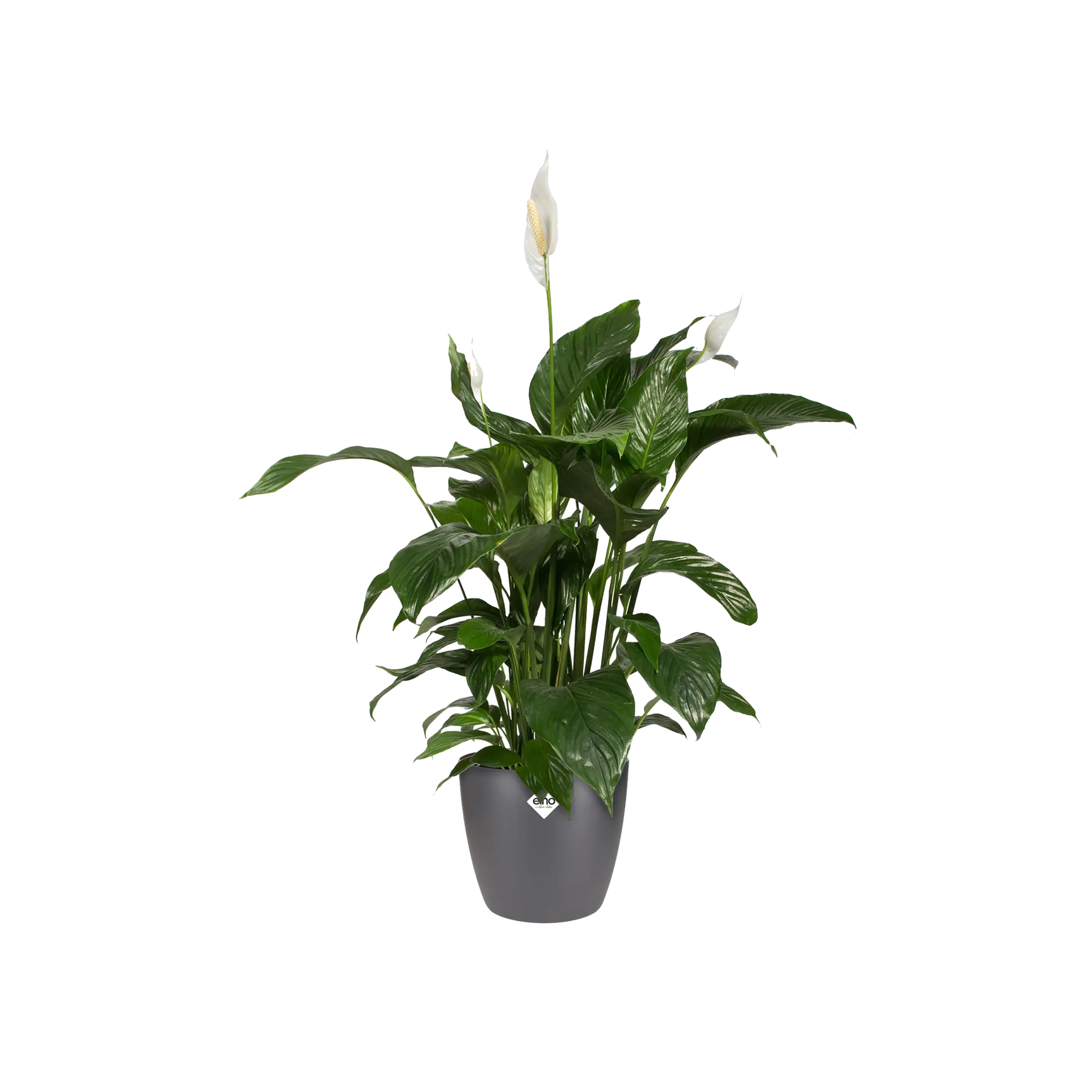 Elho - brussels round 16cm anthracite