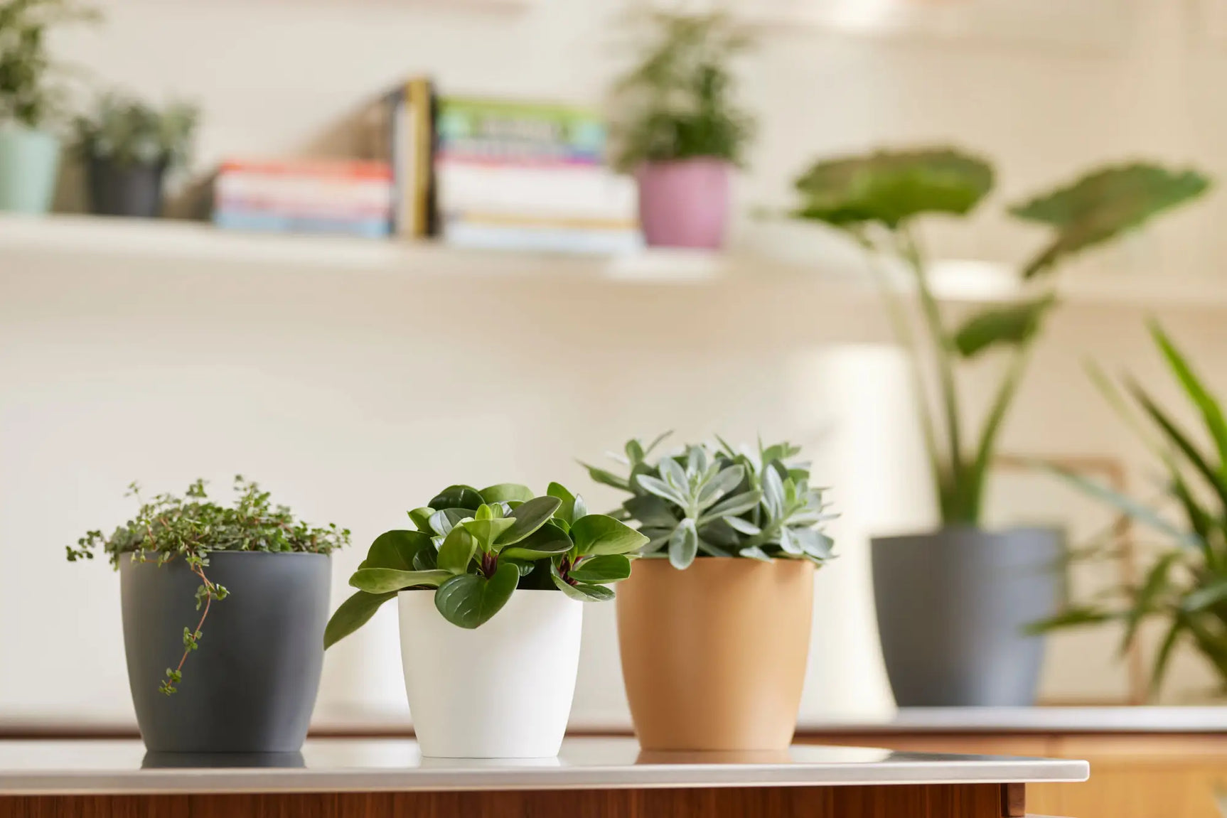 Meerdere bloempotten met planten op een vensterplank