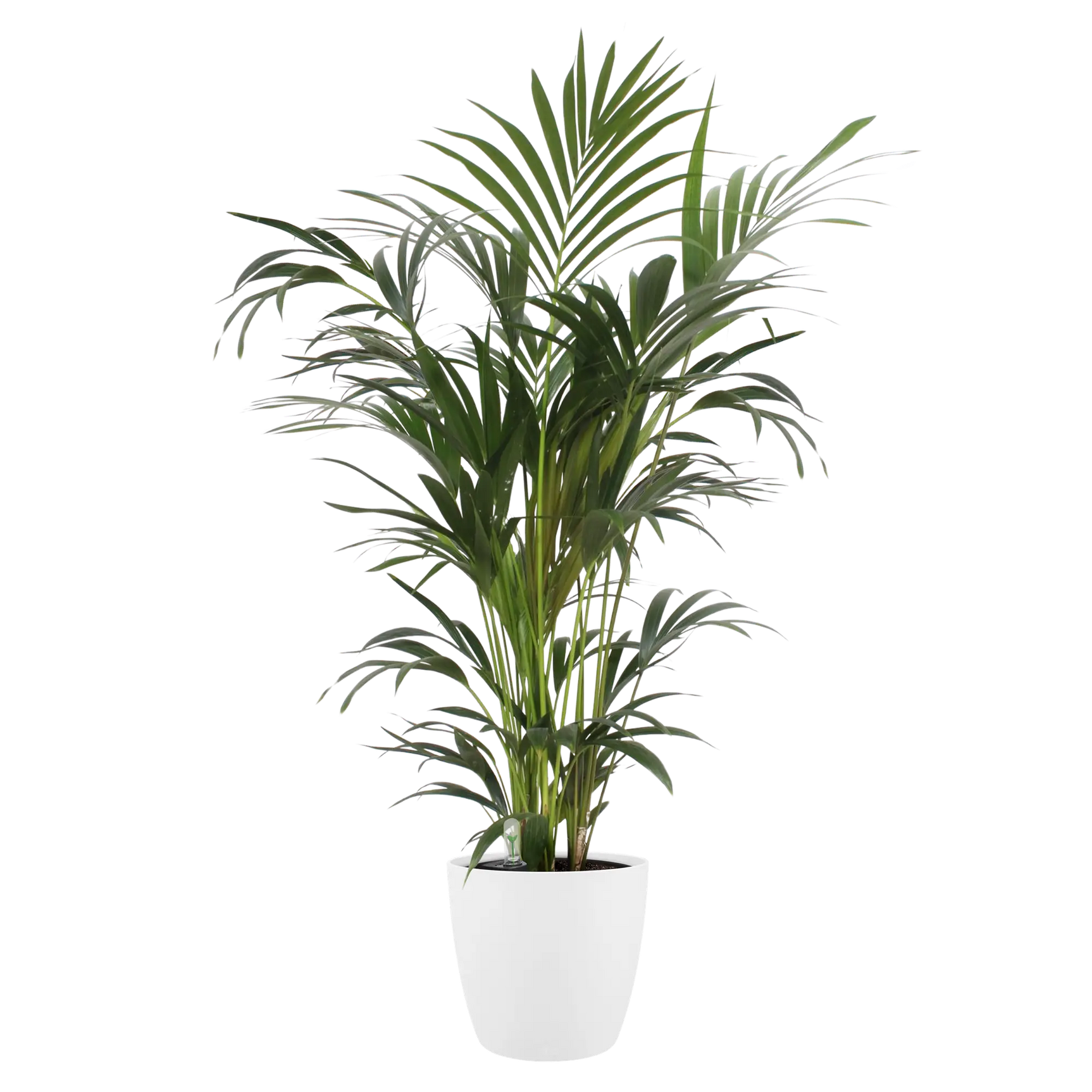 Witte ronde bloempot met groene sierplant