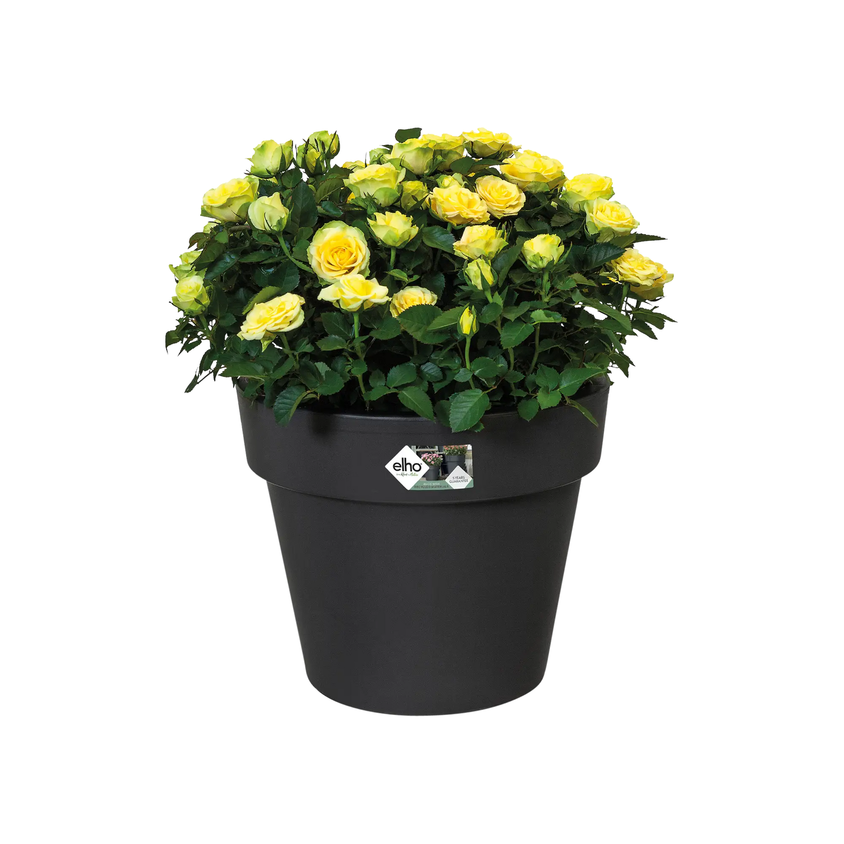 Elho top plantenpot zwart met gele en gele rozenachtige bloemen