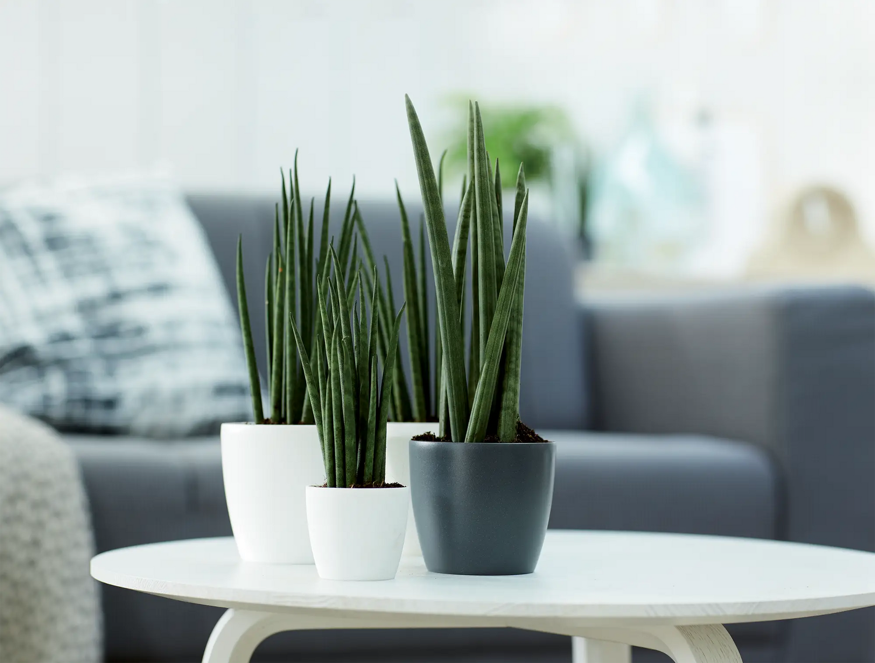 Elho - brussels round mini 12,5cm white