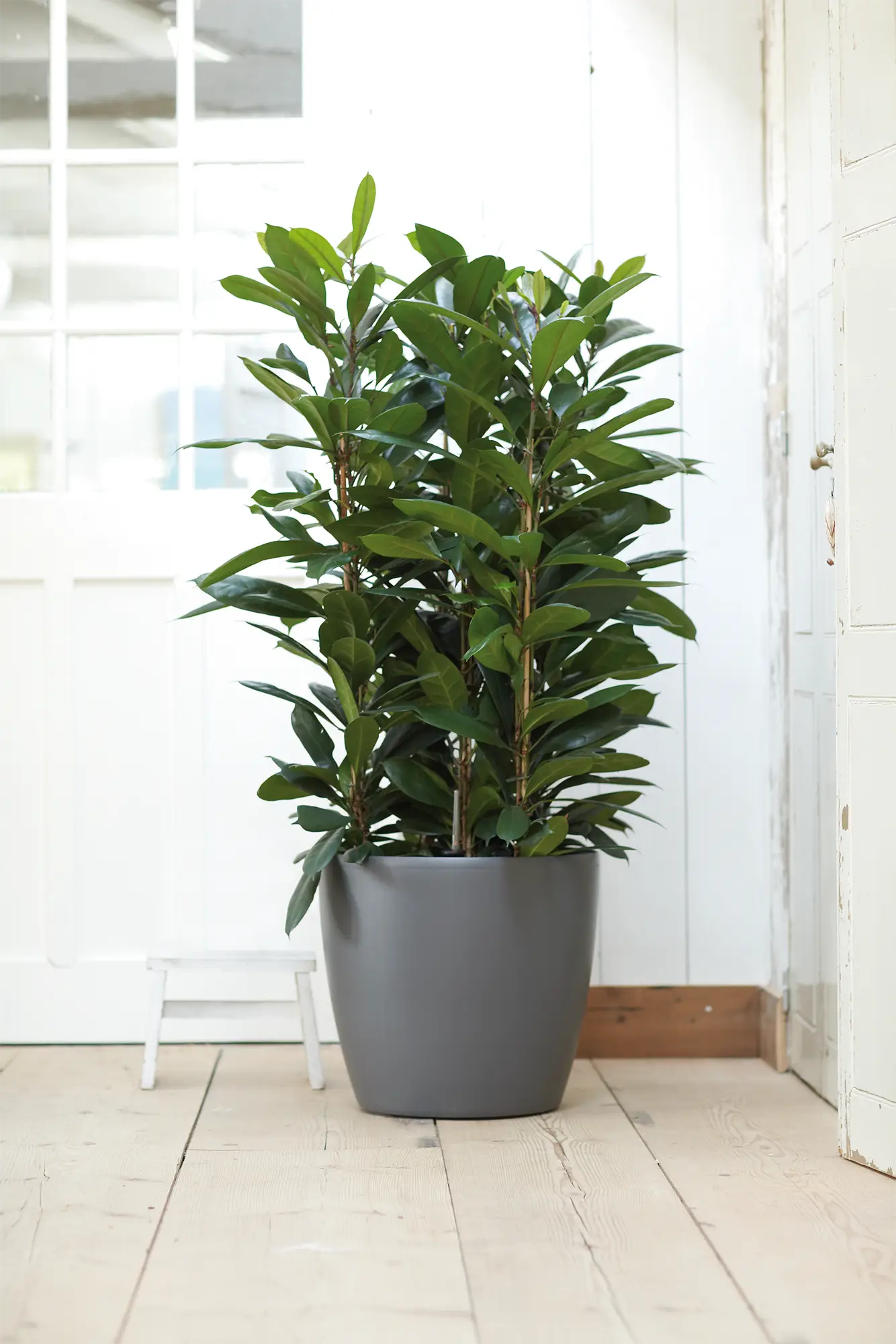 Elho - brussels round wheels 35cm anthracite