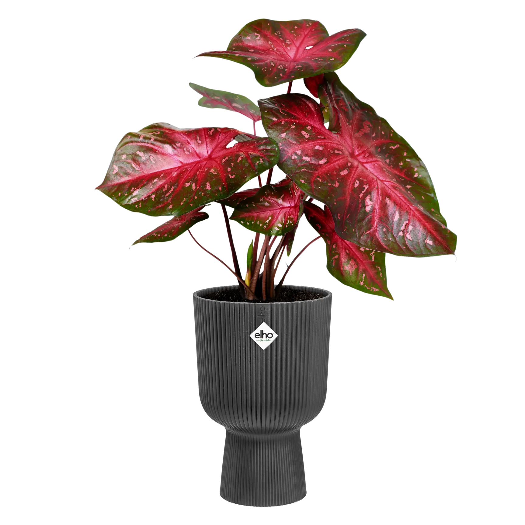 Elho - vibes fold coupe 30cm antraciet