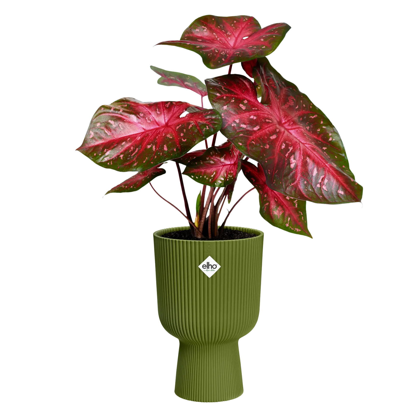 Elho - vibes fold coupe 30cm varengroen