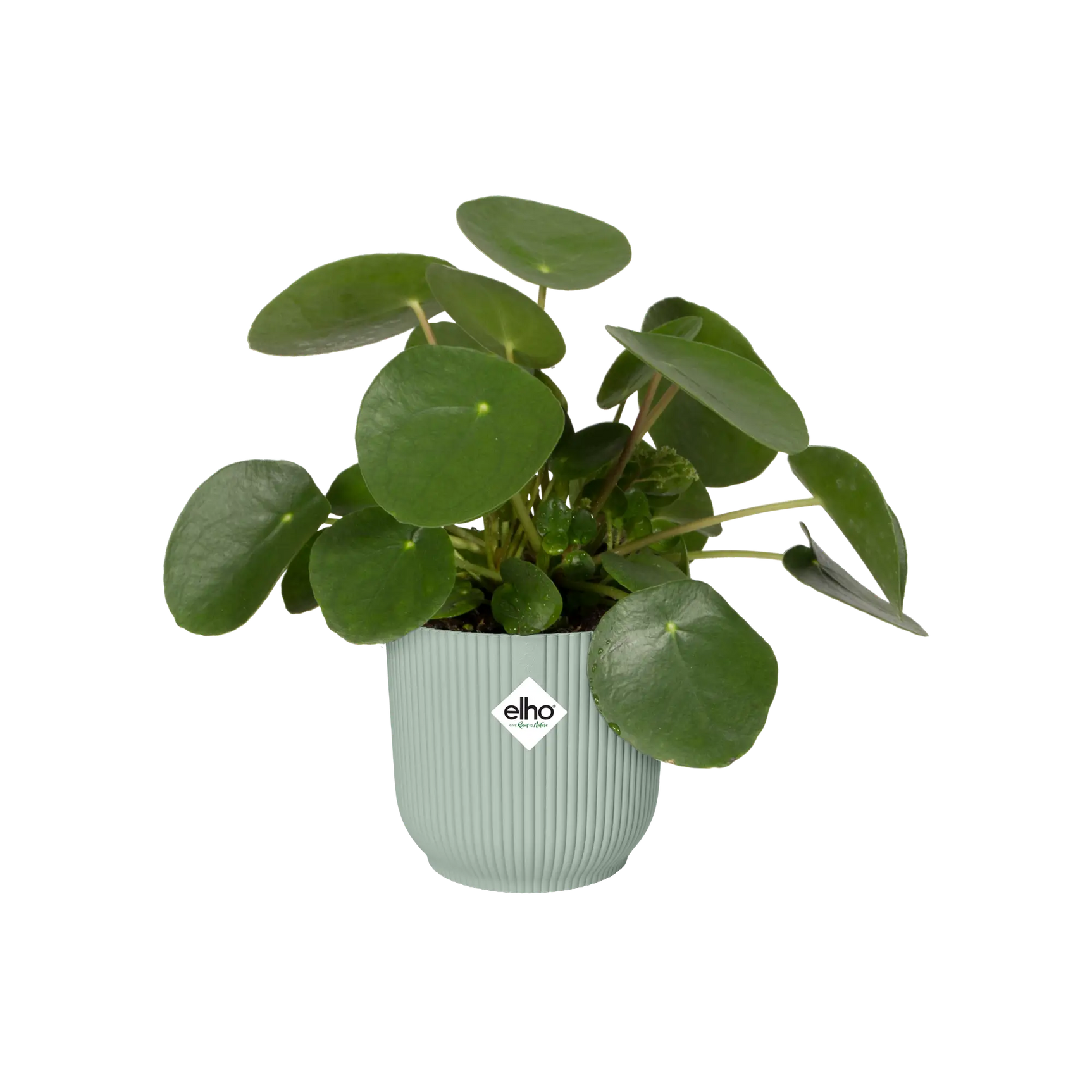 Elho Vibes fold mini bloempot met groene plant, geribbeld sorbetgroen