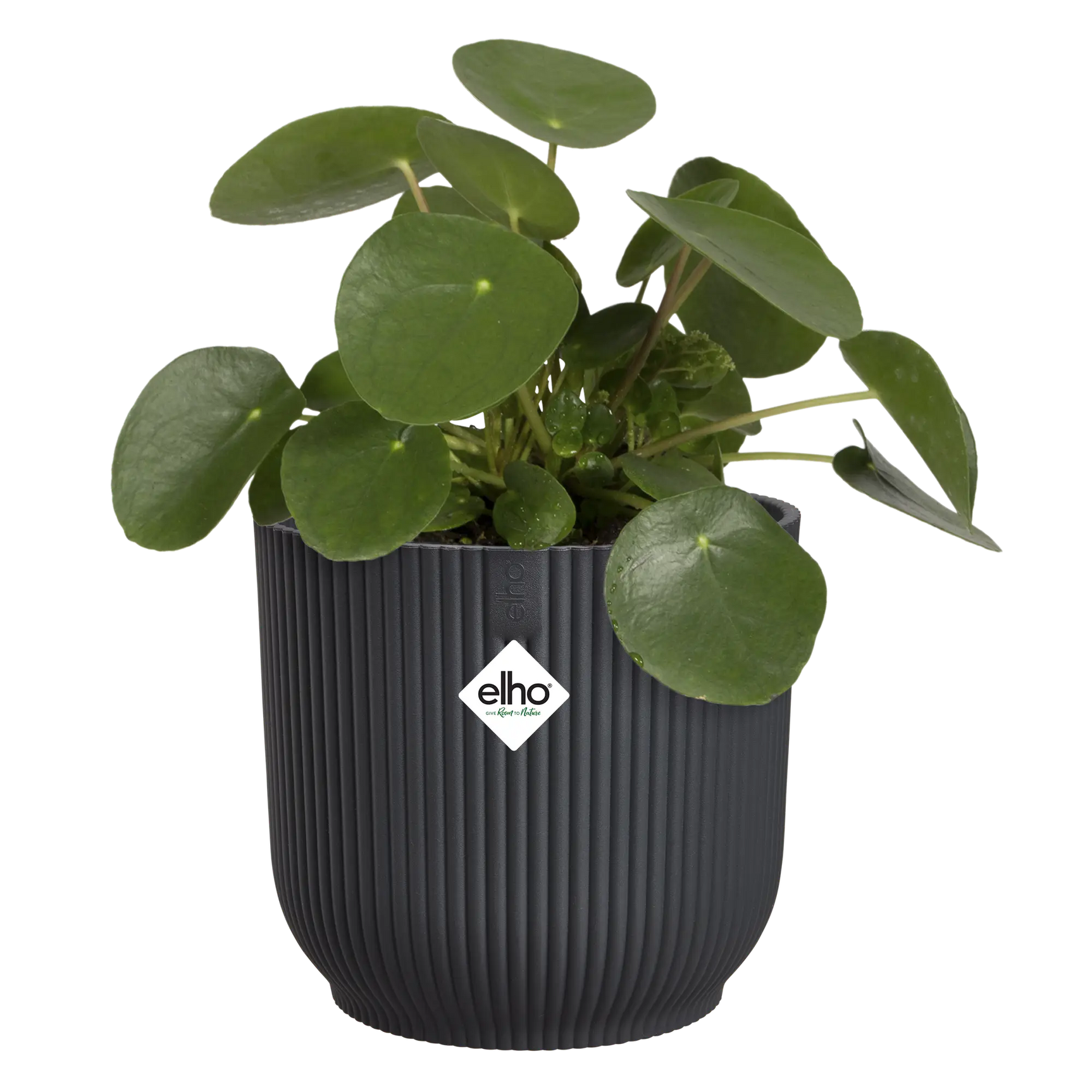 Antraciet ronde sierpot met verticale ribbels en groene plant