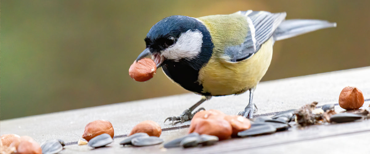 Maak je tuin aantrekkelijk voor vogels en insecten